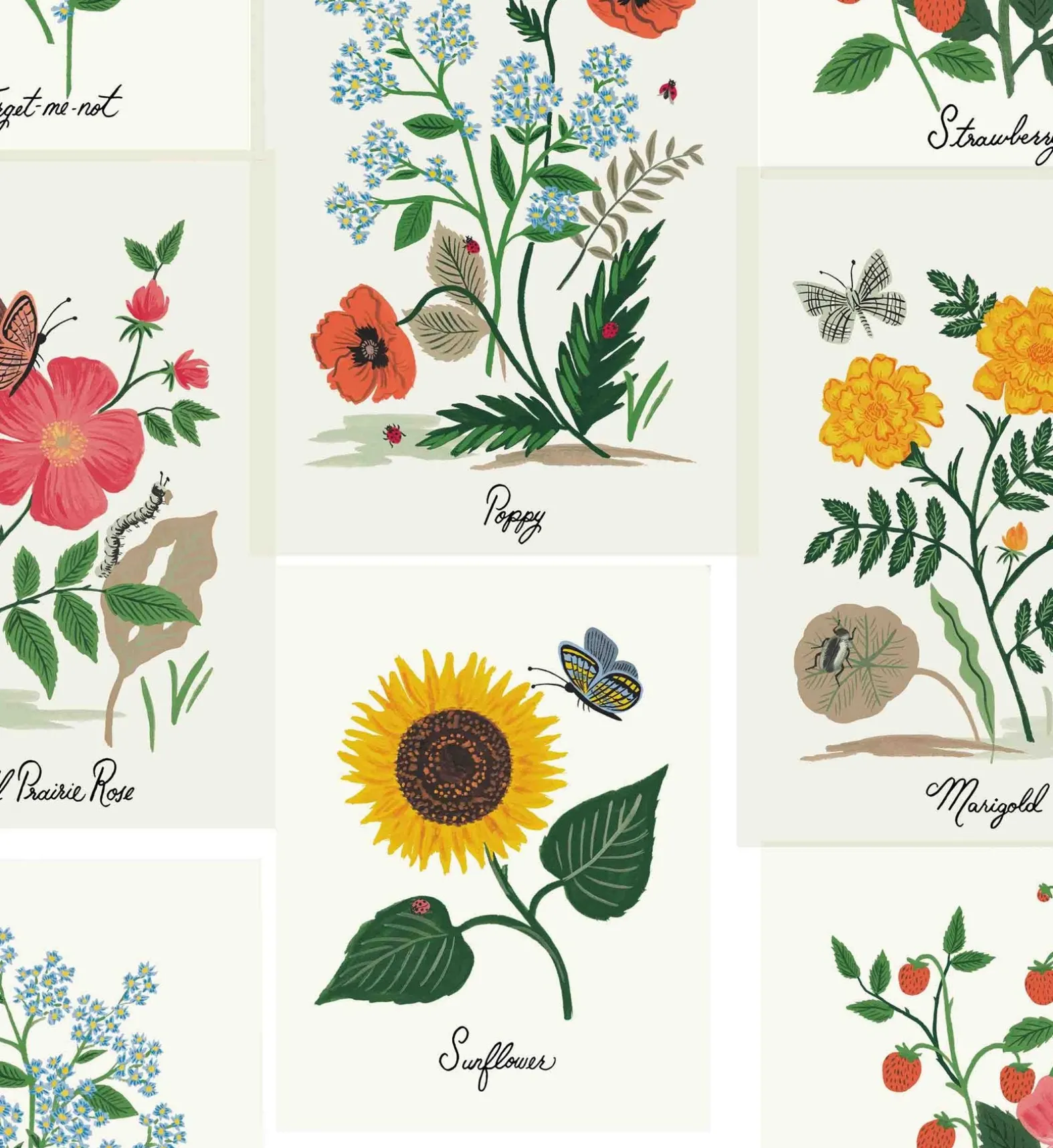 Botanical Prints Wallpaper