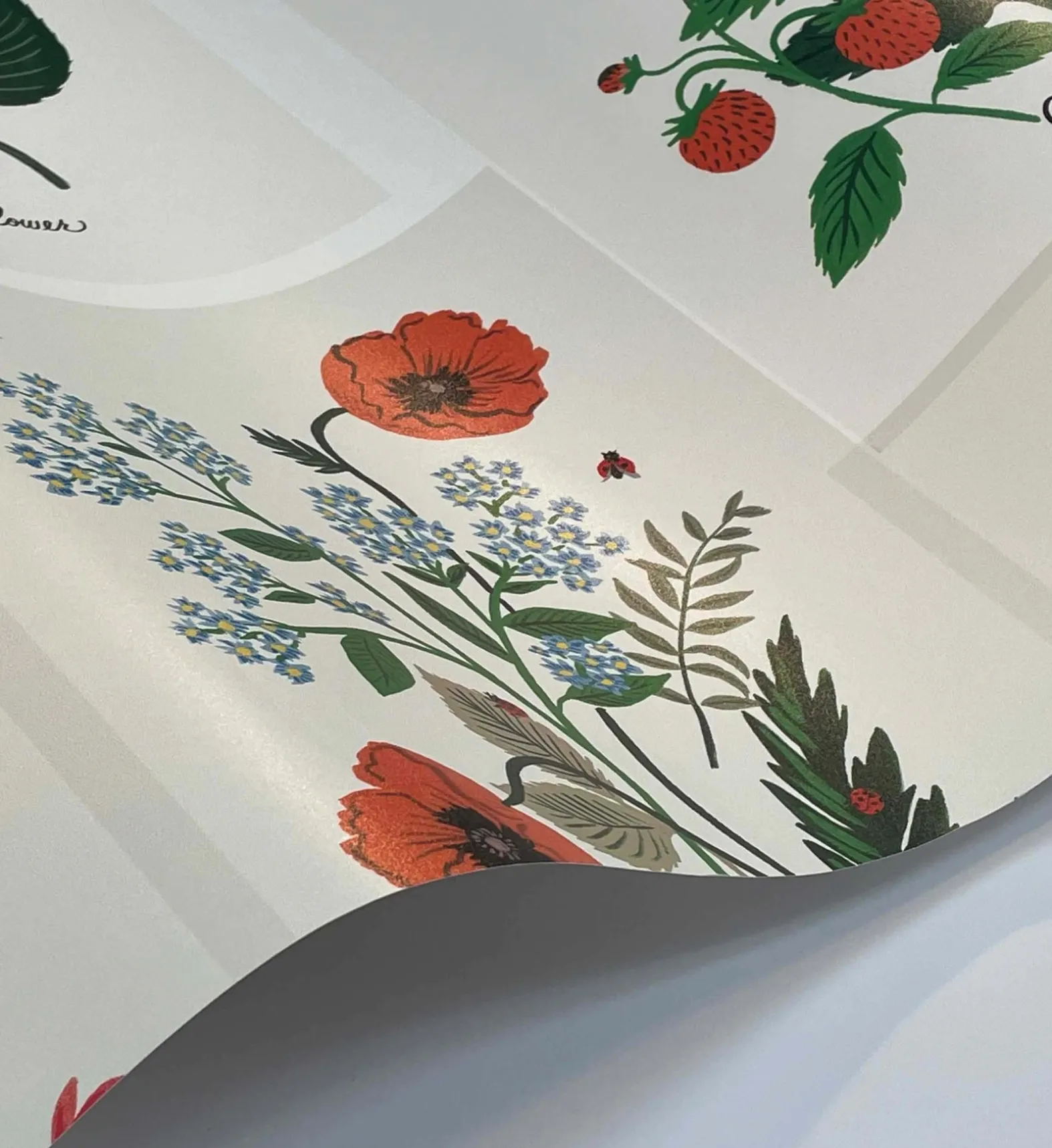 Botanical Prints Wallpaper