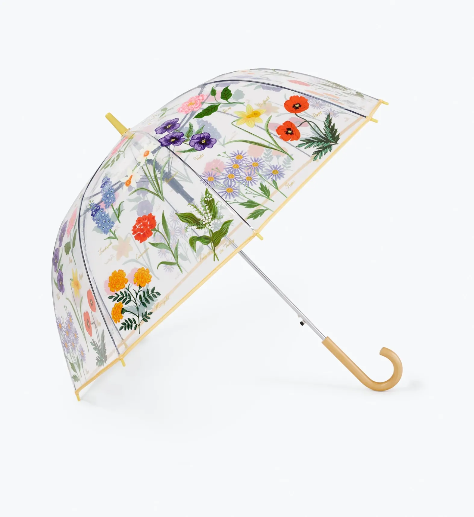 Umbrella
