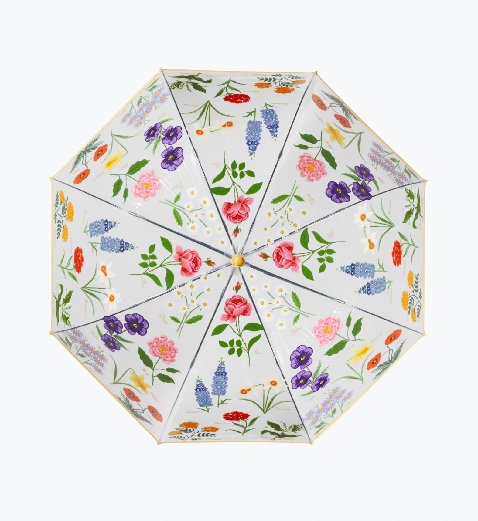 Umbrella